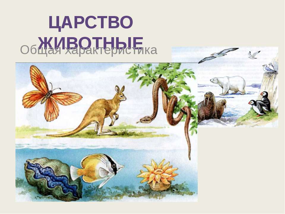 Царство животные - Класс учебник | Академический школьный учебник скачать | Сайт школьных книг учебников uchebniki.org.ua
