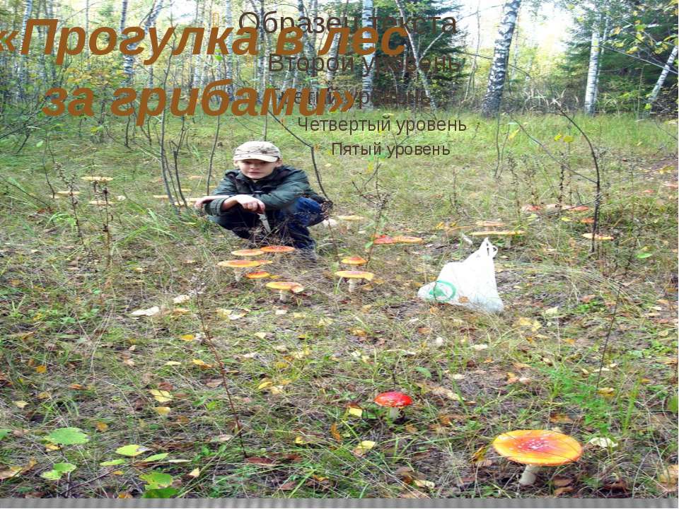 В лес за грибами - Класс учебник | Академический школьный учебник скачать | Сайт школьных книг учебников uchebniki.org.ua