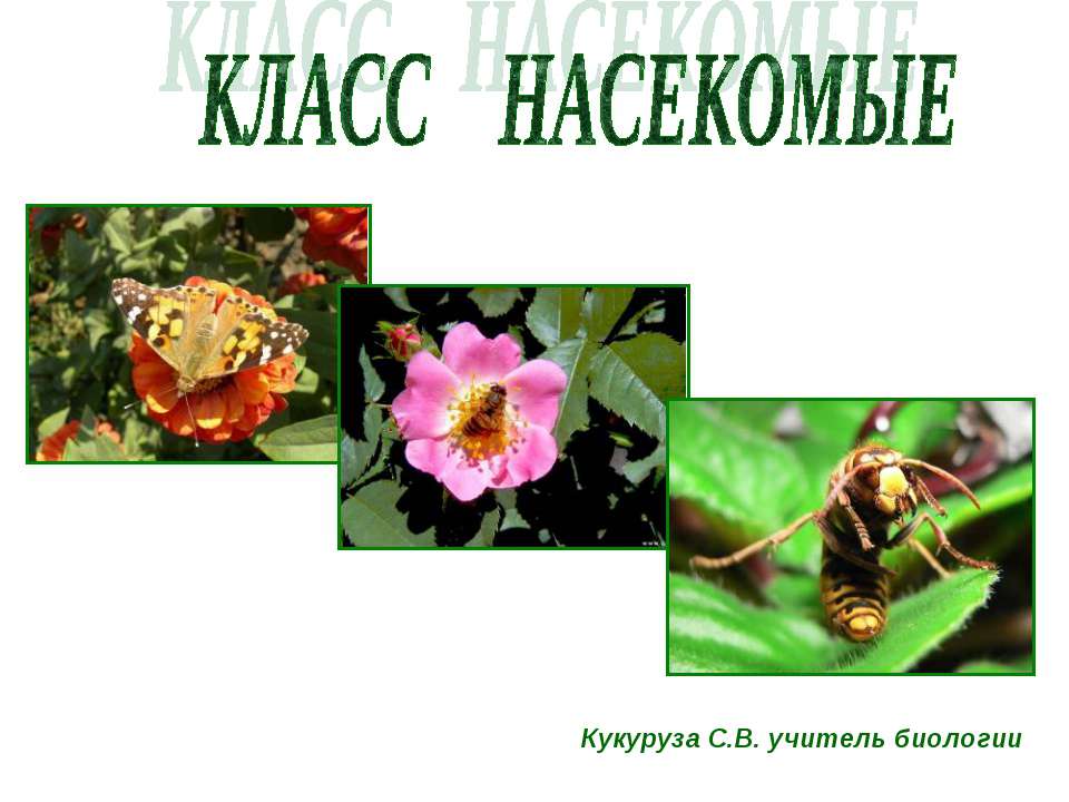 Всем вам знакомые разнообразные насекомые - Класс учебник | Академический школьный учебник скачать | Сайт школьных книг учебников uchebniki.org.ua