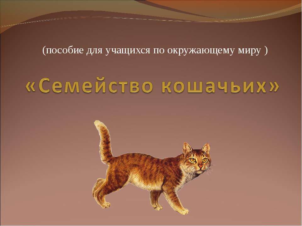 Семейство кошачьих - Класс учебник | Академический школьный учебник скачать | Сайт школьных книг учебников uchebniki.org.ua