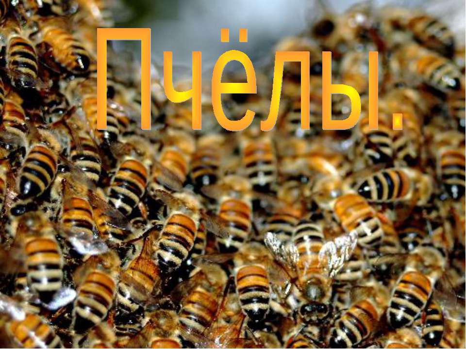 Пчёлы - Класс учебник | Академический школьный учебник скачать | Сайт школьных книг учебников uchebniki.org.ua