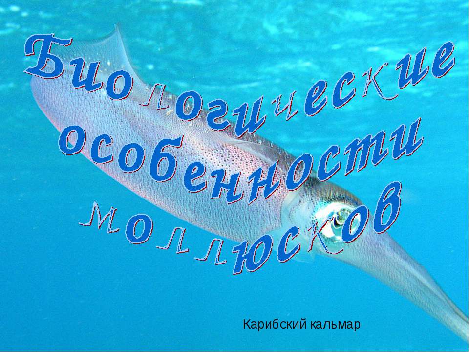 Биологические особенности моллюсков - Класс учебник | Академический школьный учебник скачать | Сайт школьных книг учебников uchebniki.org.ua