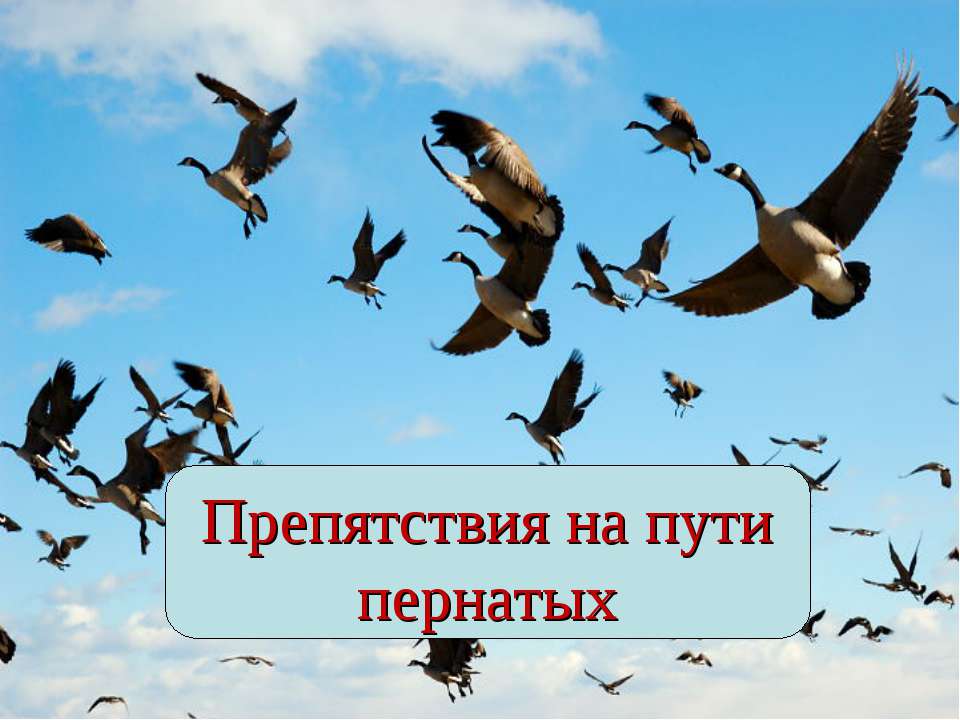 Препятствия на пути пернатых - Класс учебник | Академический школьный учебник скачать | Сайт школьных книг учебников uchebniki.org.ua