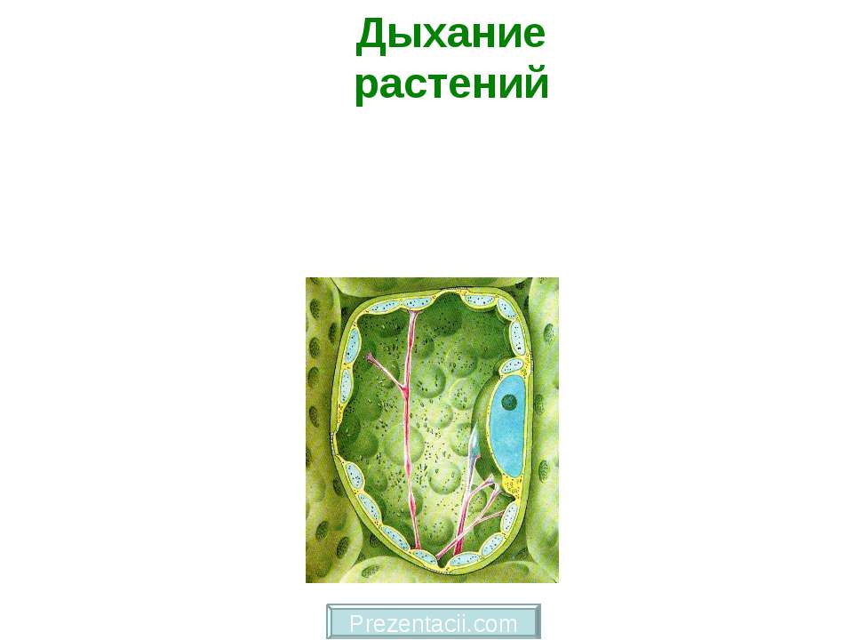 Дыхание растений - Класс учебник | Академический школьный учебник скачать | Сайт школьных книг учебников uchebniki.org.ua