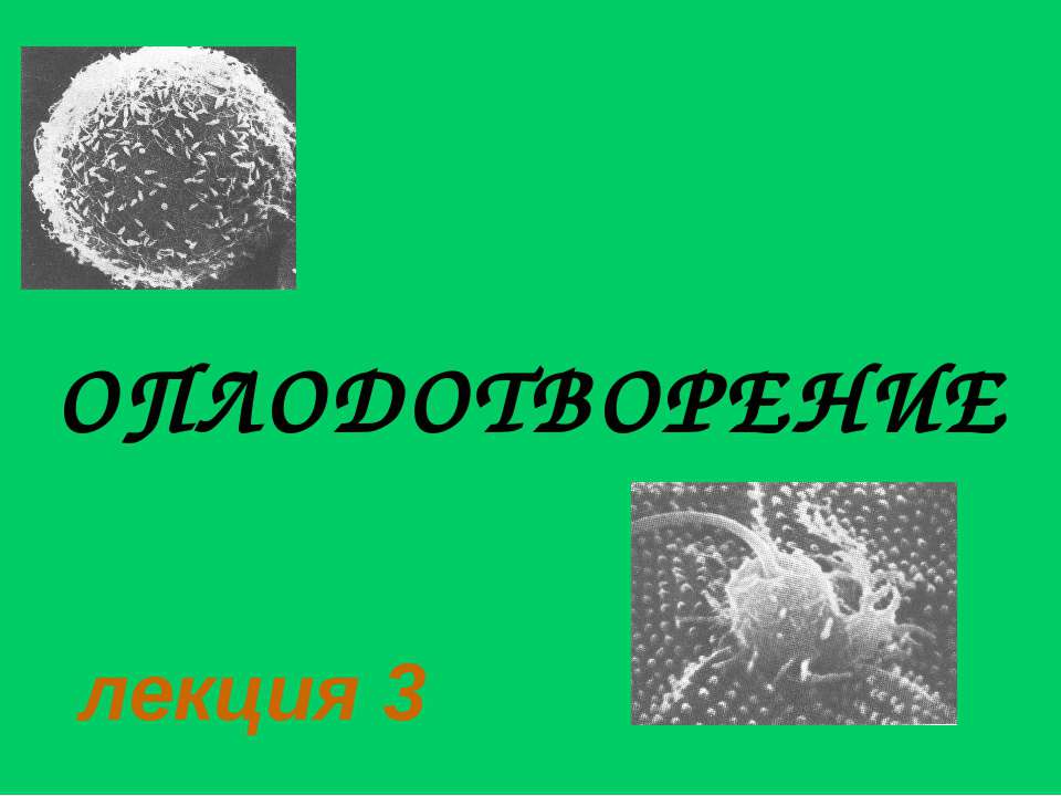 Оплодотворение - Класс учебник | Академический школьный учебник скачать | Сайт школьных книг учебников uchebniki.org.ua