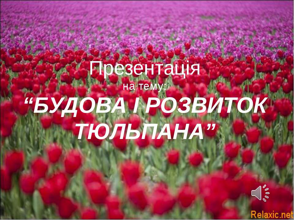 Будова та розвиток тюльпана (Укр) - Класс учебник | Академический школьный учебник скачать | Сайт школьных книг учебников uchebniki.org.ua