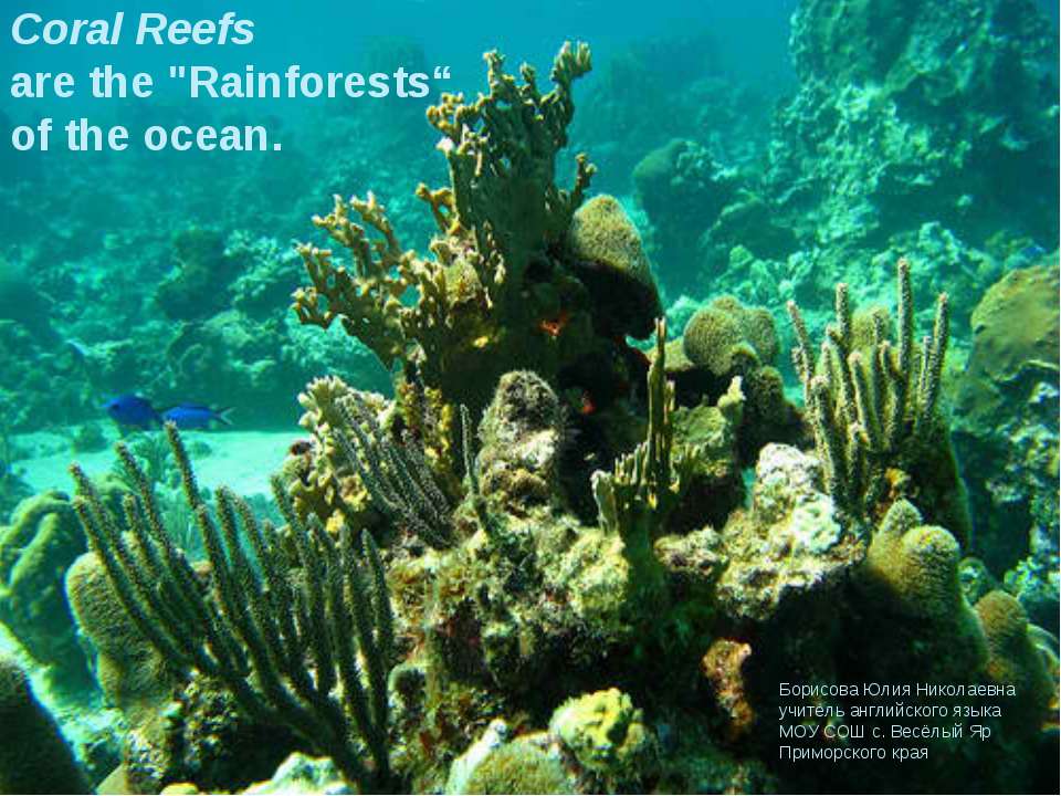 Coral Reefs - Класс учебник | Академический школьный учебник скачать | Сайт школьных книг учебников uchebniki.org.ua