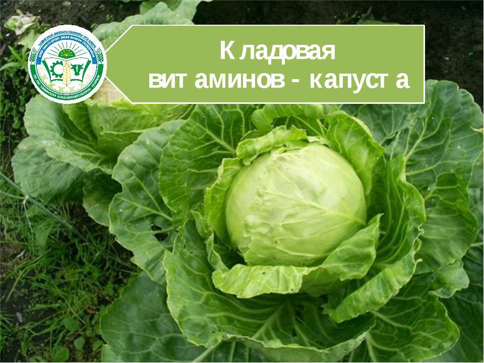 Кладовая витаминов - капуста - Класс учебник | Академический школьный учебник скачать | Сайт школьных книг учебников uchebniki.org.ua