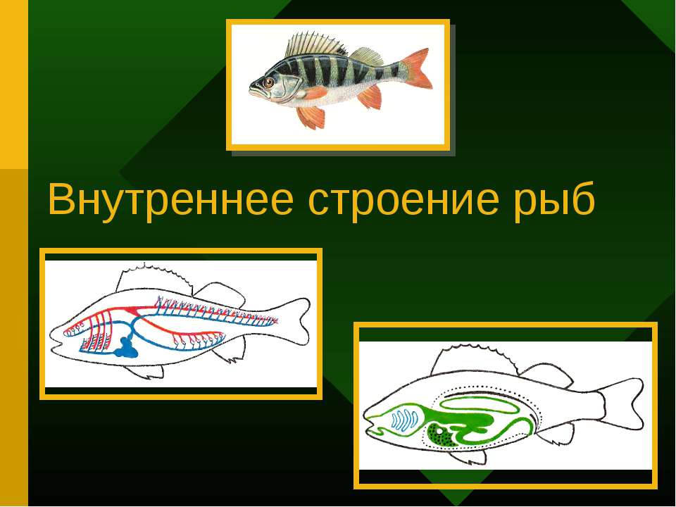 Внутреннее строение рыб - Класс учебник | Академический школьный учебник скачать | Сайт школьных книг учебников uchebniki.org.ua