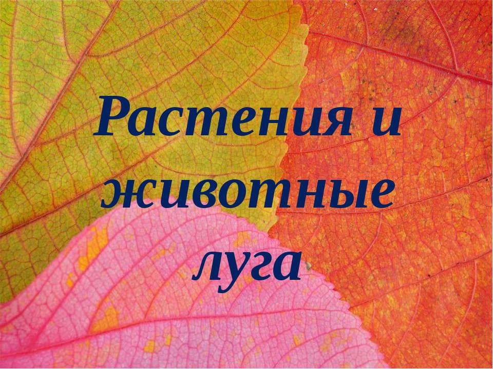 Растения и животные луга - Класс учебник | Академический школьный учебник скачать | Сайт школьных книг учебников uchebniki.org.ua