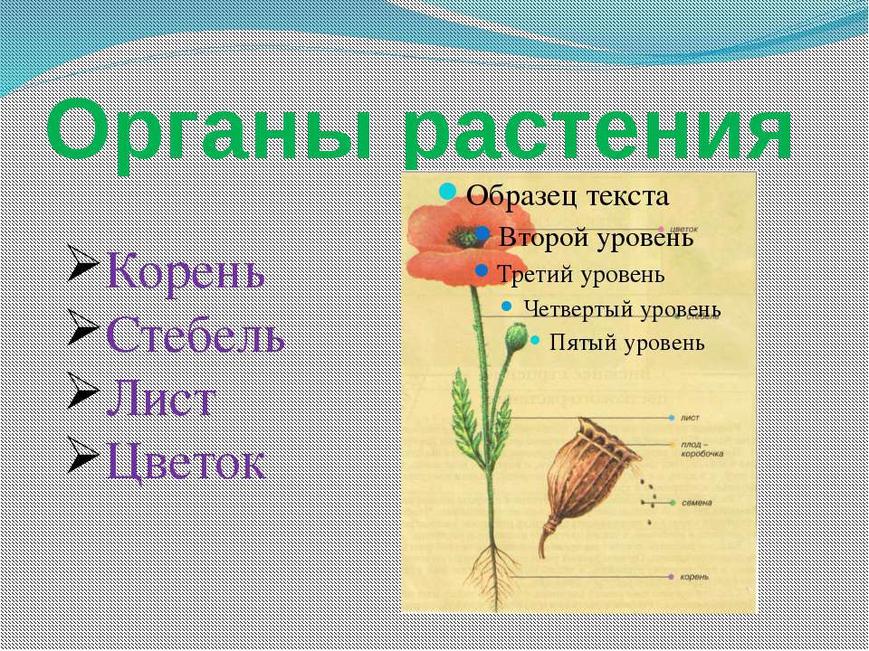 Органы растения - Класс учебник | Академический школьный учебник скачать | Сайт школьных книг учебников uchebniki.org.ua