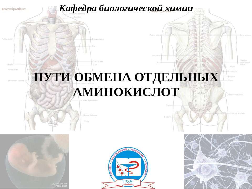 Пути обмена отдельных аминокислот - Класс учебник | Академический школьный учебник скачать | Сайт школьных книг учебников uchebniki.org.ua