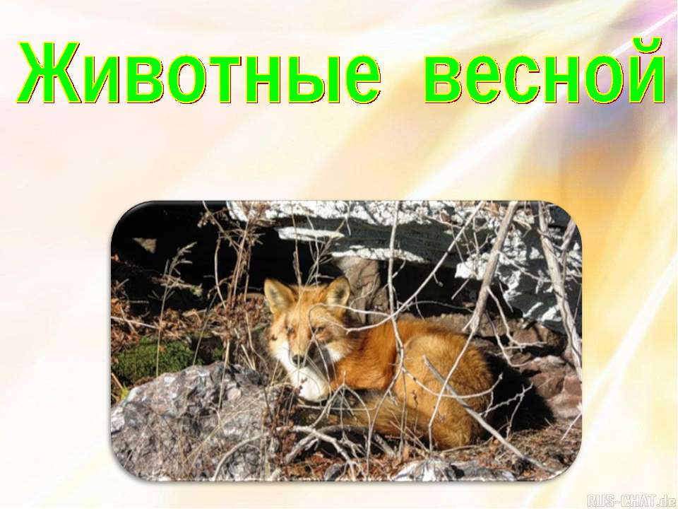 Животные весной - Класс учебник | Академический школьный учебник скачать | Сайт школьных книг учебников uchebniki.org.ua