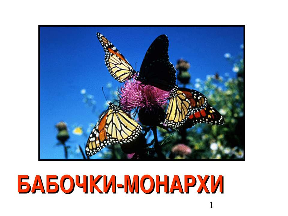 Бабочки-Монархи - Класс учебник | Академический школьный учебник скачать | Сайт школьных книг учебников uchebniki.org.ua