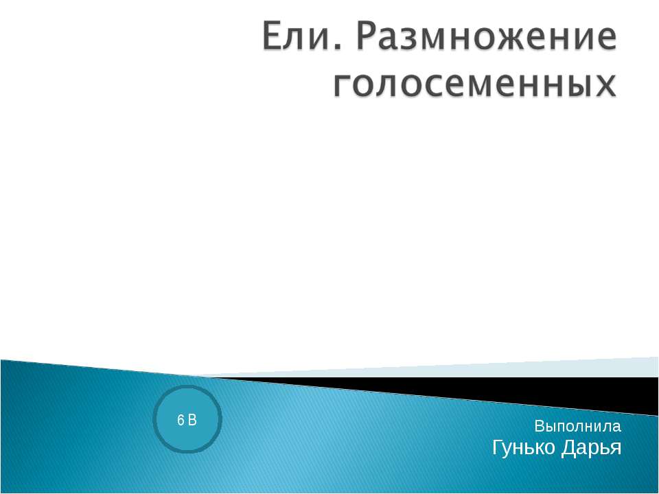 Ели. Размножение голосеменных - Класс учебник | Академический школьный учебник скачать | Сайт школьных книг учебников uchebniki.org.ua