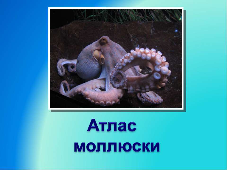 Атлас моллюски - Класс учебник | Академический школьный учебник скачать | Сайт школьных книг учебников uchebniki.org.ua