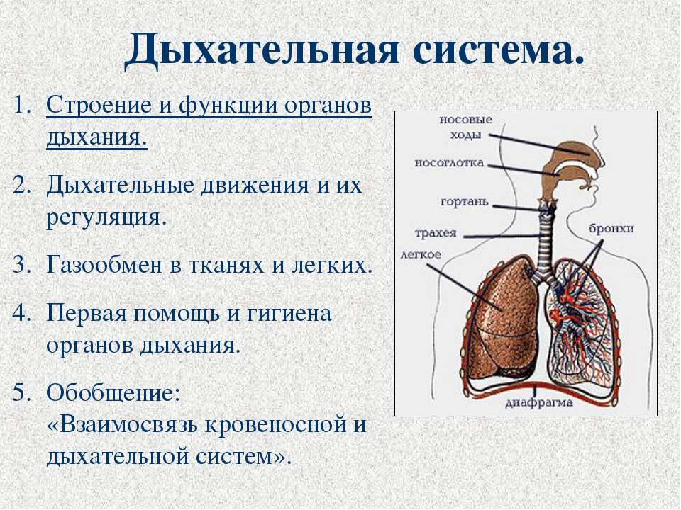 Дыхательная система - Класс учебник | Академический школьный учебник скачать | Сайт школьных книг учебников uchebniki.org.ua