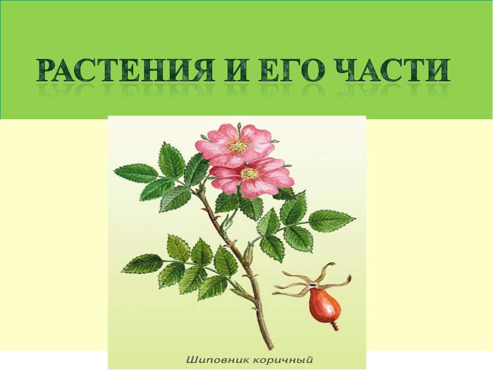 Растения и его части - Класс учебник | Академический школьный учебник скачать | Сайт школьных книг учебников uchebniki.org.ua