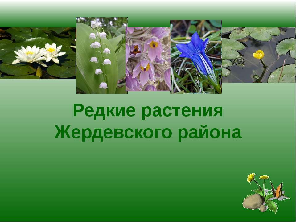 Редкие растения Жердевского района - Класс учебник | Академический школьный учебник скачать | Сайт школьных книг учебников uchebniki.org.ua