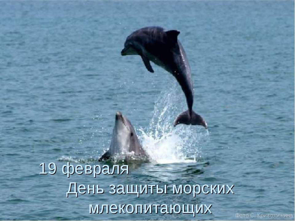 19 февраля День защиты морских млекопитающих - Класс учебник | Академический школьный учебник скачать | Сайт школьных книг учебников uchebniki.org.ua