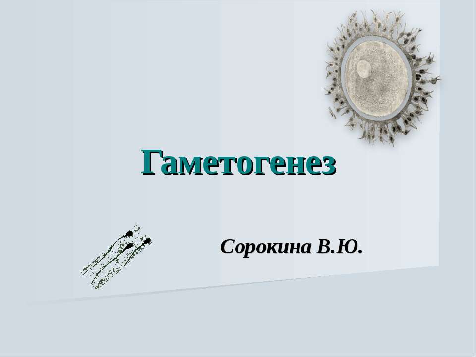 Гаметогенез - Класс учебник | Академический школьный учебник скачать | Сайт школьных книг учебников uchebniki.org.ua