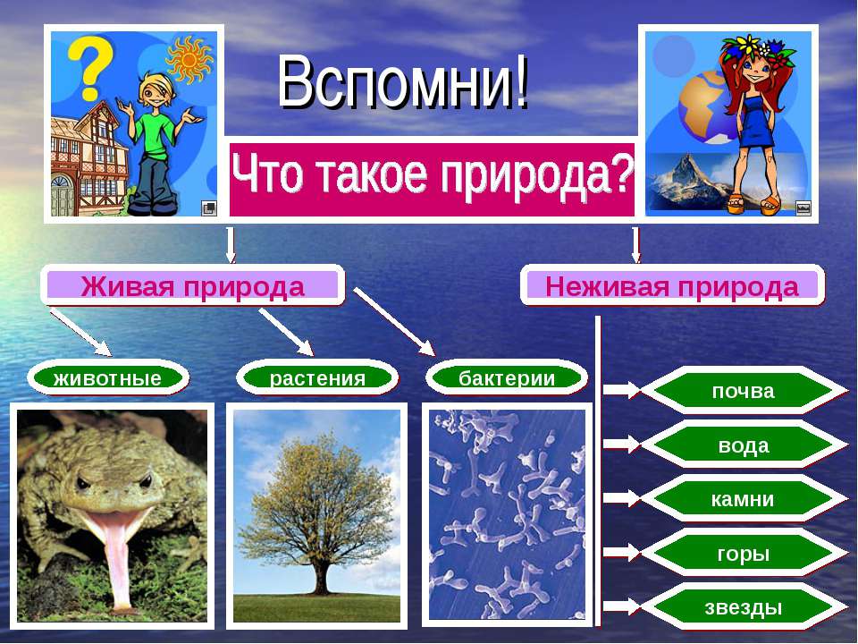 Рукотворная жизнь - Класс учебник | Академический школьный учебник скачать | Сайт школьных книг учебников uchebniki.org.ua