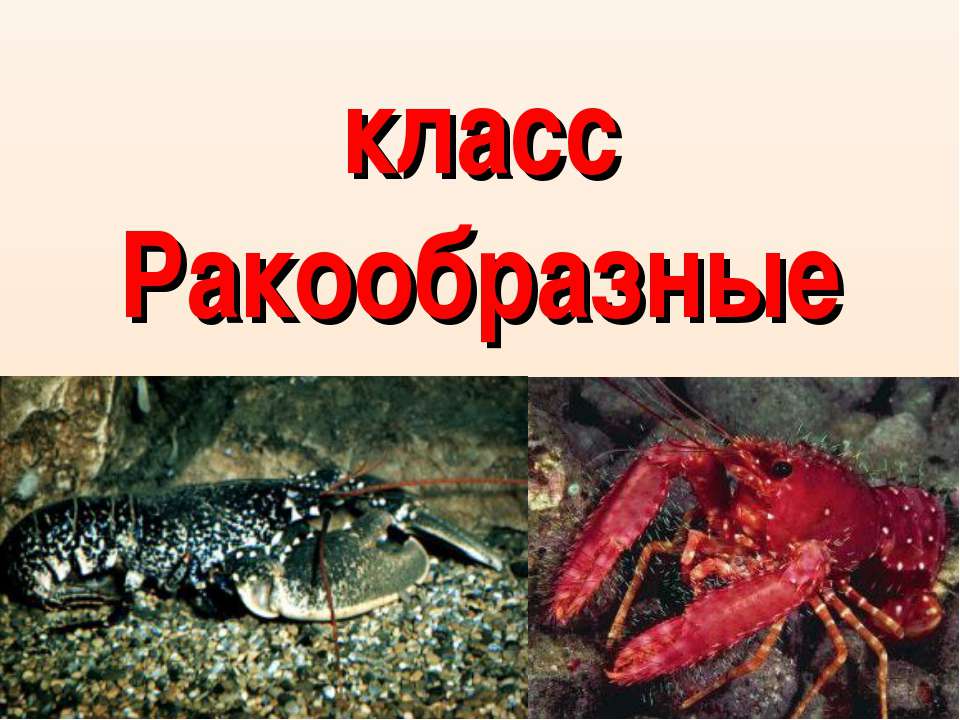 класс Ракообразные - Класс учебник | Академический школьный учебник скачать | Сайт школьных книг учебников uchebniki.org.ua