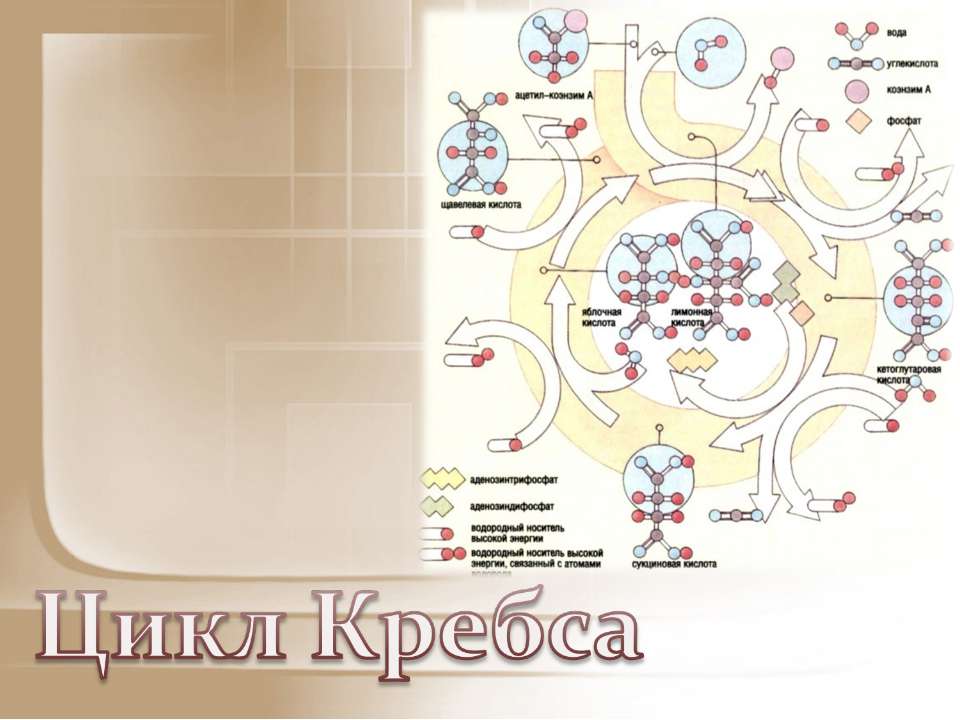 Цикл Кребса - Класс учебник | Академический школьный учебник скачать | Сайт школьных книг учебников uchebniki.org.ua