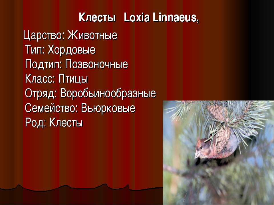 Клесты Loxia Linnaeus - Класс учебник | Академический школьный учебник скачать | Сайт школьных книг учебников uchebniki.org.ua
