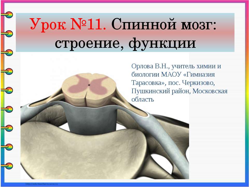 Спинной мозг: строение, функции - Класс учебник | Академический школьный учебник скачать | Сайт школьных книг учебников uchebniki.org.ua