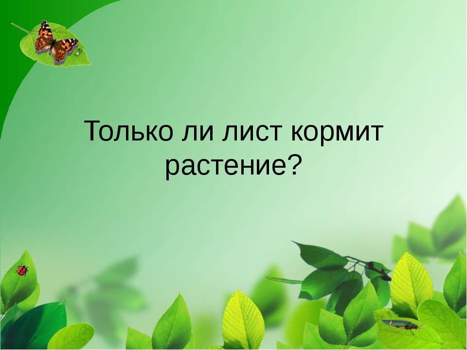 Только ли лист кормит растение? - Класс учебник | Академический школьный учебник скачать | Сайт школьных книг учебников uchebniki.org.ua