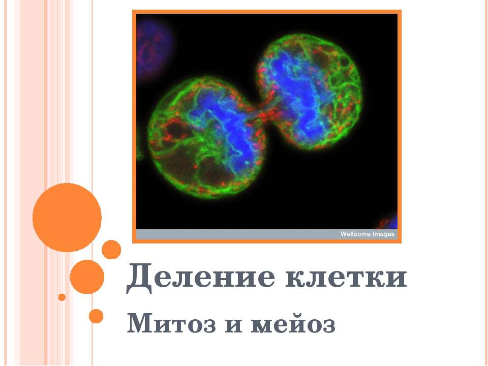 Деление клетки. Митоз и мейоз - Класс учебник | Академический школьный учебник скачать | Сайт школьных книг учебников uchebniki.org.ua