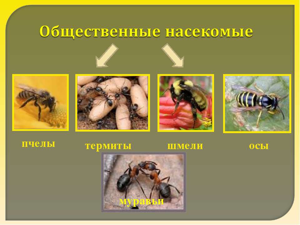 Общественные насекомые - Класс учебник | Академический школьный учебник скачать | Сайт школьных книг учебников uchebniki.org.ua