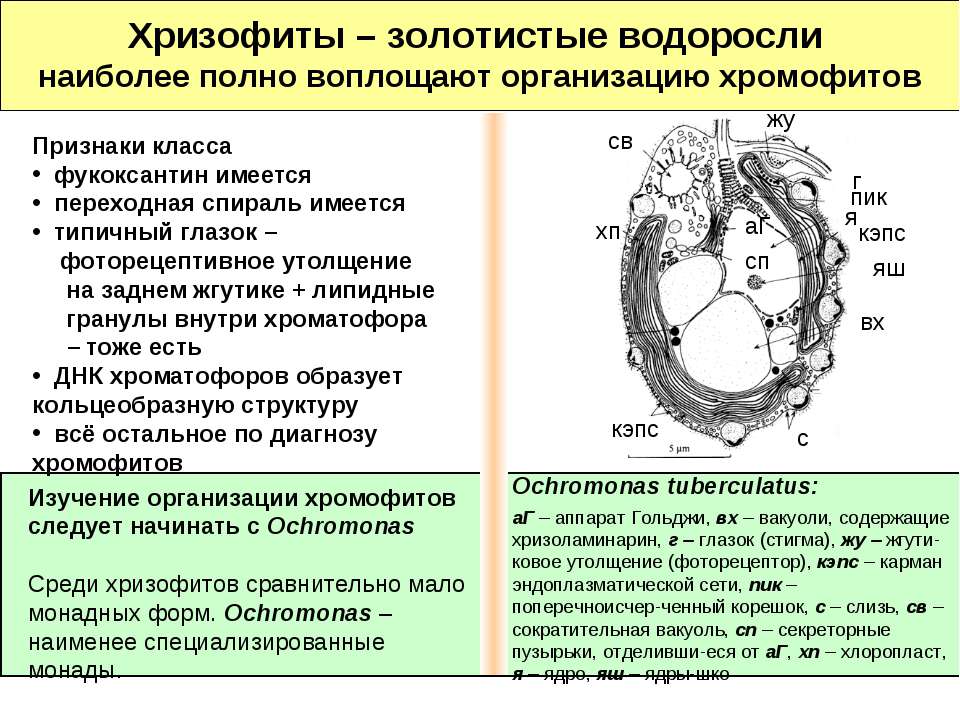 Хризофиты – золотистые водоросли - Класс учебник | Академический школьный учебник скачать | Сайт школьных книг учебников uchebniki.org.ua