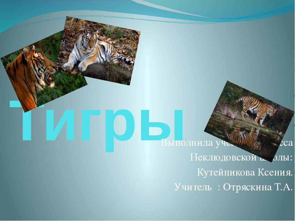 Тигры - Класс учебник | Академический школьный учебник скачать | Сайт школьных книг учебников uchebniki.org.ua