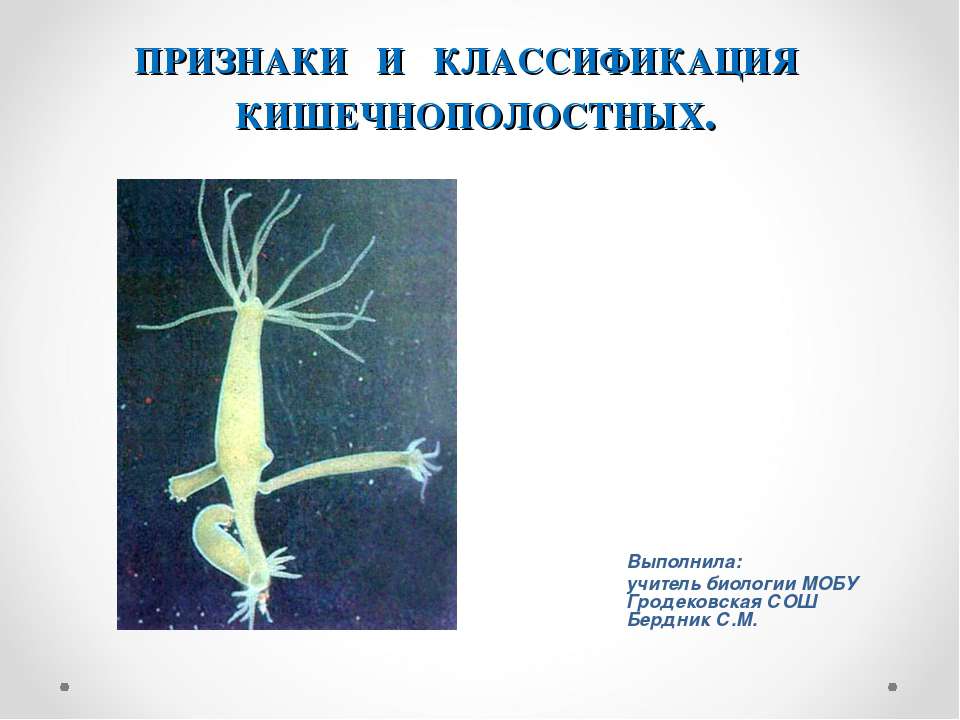 Признаки и классификация кишечнополостных - Класс учебник | Академический школьный учебник скачать | Сайт школьных книг учебников uchebniki.org.ua