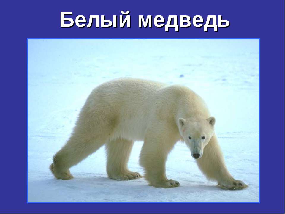 Белый медведь - Класс учебник | Академический школьный учебник скачать | Сайт школьных книг учебников uchebniki.org.ua
