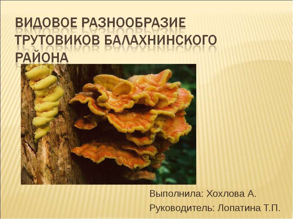 Видовое разнообразие трутовиков Балахнинского района - Класс учебник | Академический школьный учебник скачать | Сайт школьных книг учебников uchebniki.org.ua