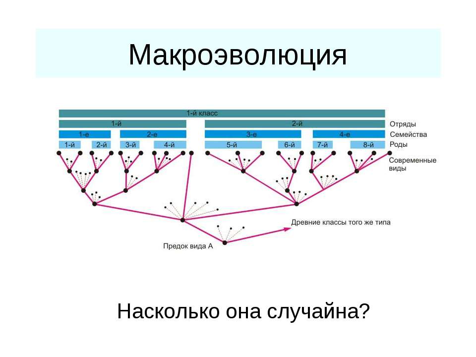 Макроэволюция - Класс учебник | Академический школьный учебник скачать | Сайт школьных книг учебников uchebniki.org.ua