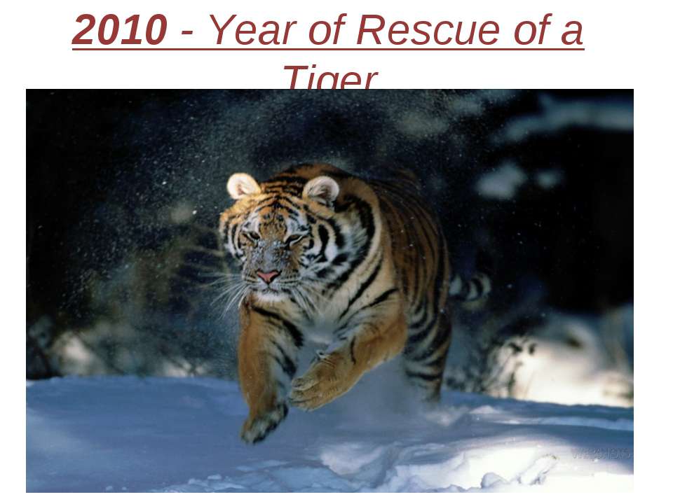 2010 - Year of Rescue of a Tiger - Класс учебник | Академический школьный учебник скачать | Сайт школьных книг учебников uchebniki.org.ua