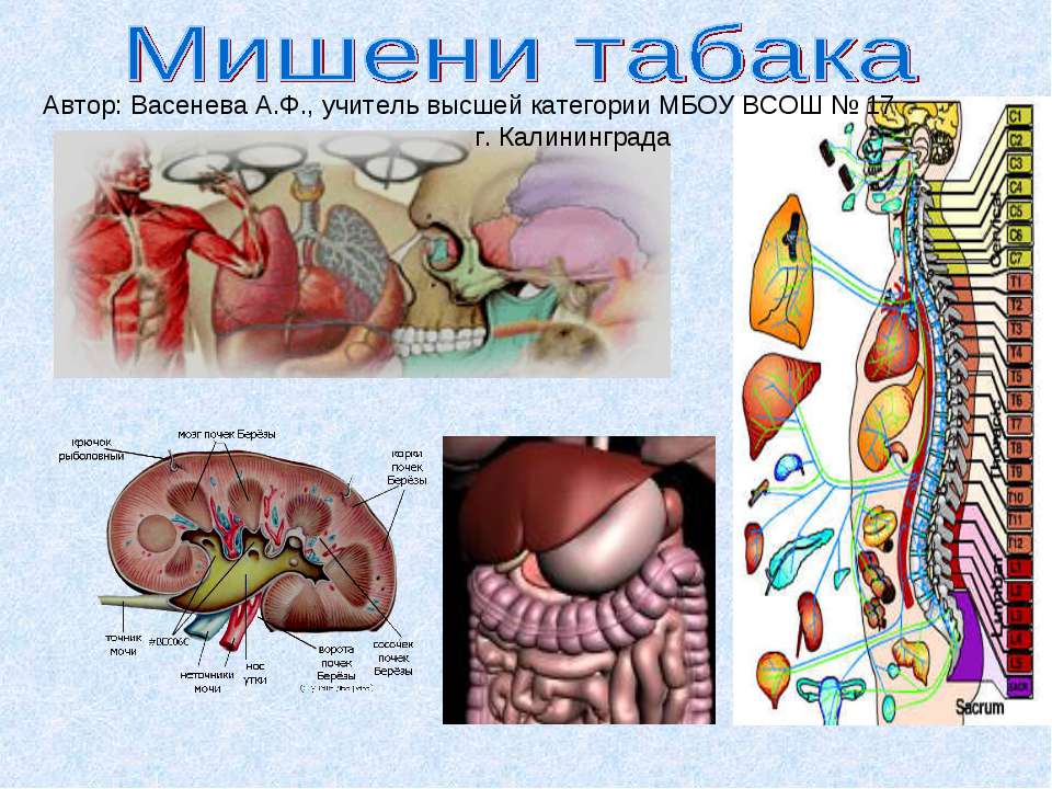 Мишени табака - Класс учебник | Академический школьный учебник скачать | Сайт школьных книг учебников uchebniki.org.ua