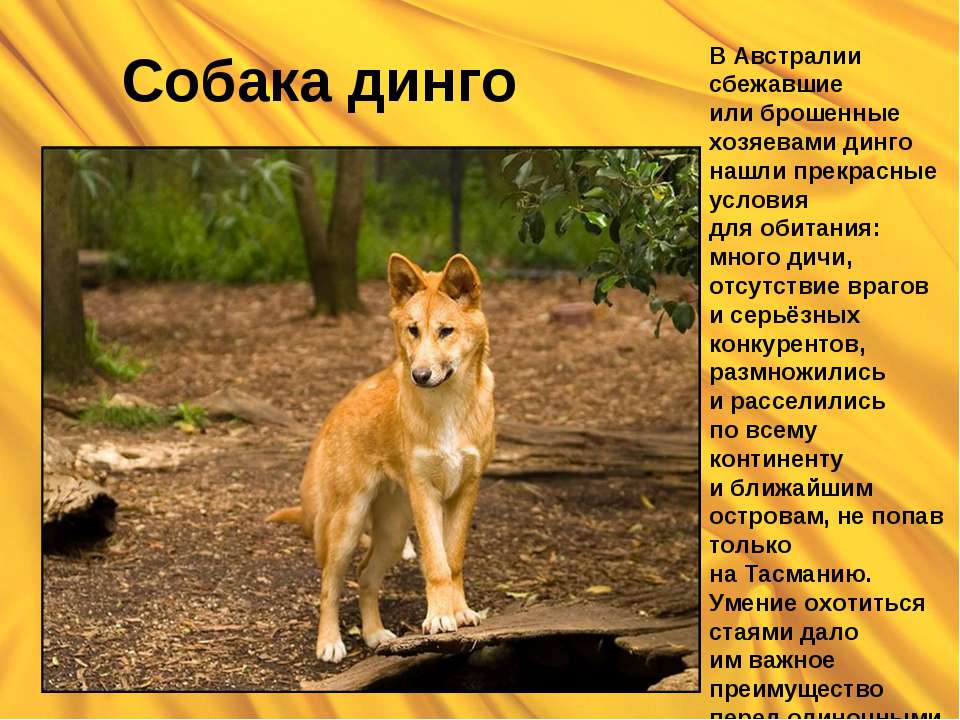 Собака динго - Класс учебник | Академический школьный учебник скачать | Сайт школьных книг учебников uchebniki.org.ua