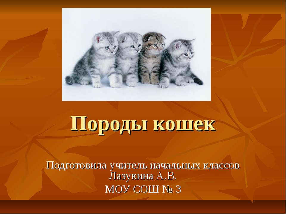Породы кошек - Класс учебник | Академический школьный учебник скачать | Сайт школьных книг учебников uchebniki.org.ua