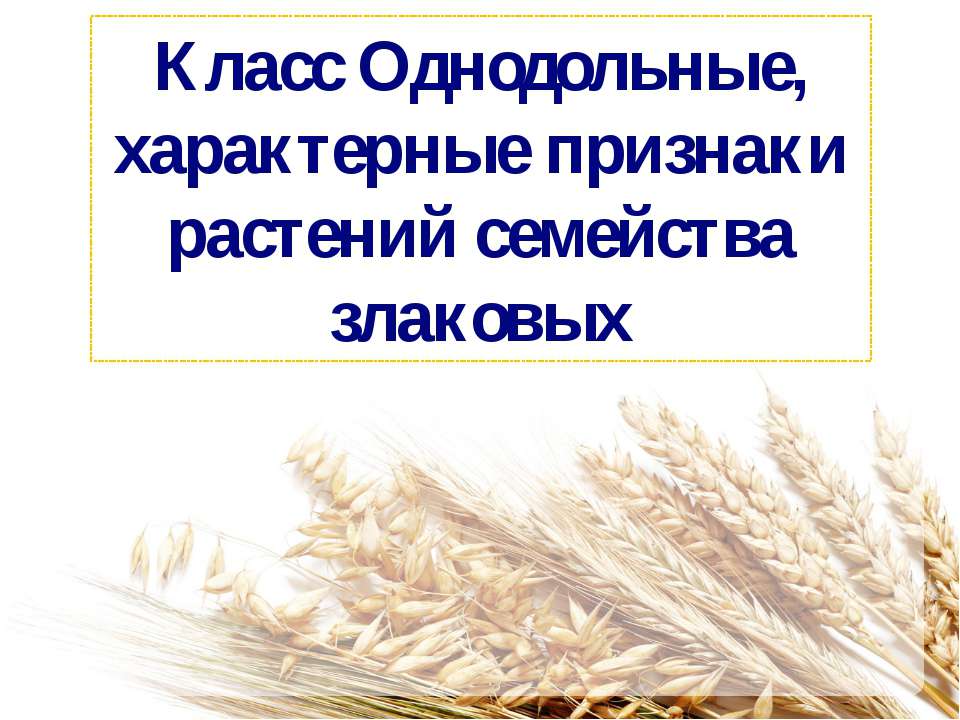 Класс Однодольные, характерные признаки растений семейства злаковых - Класс учебник | Академический школьный учебник скачать | Сайт школьных книг учебников uchebniki.org.ua