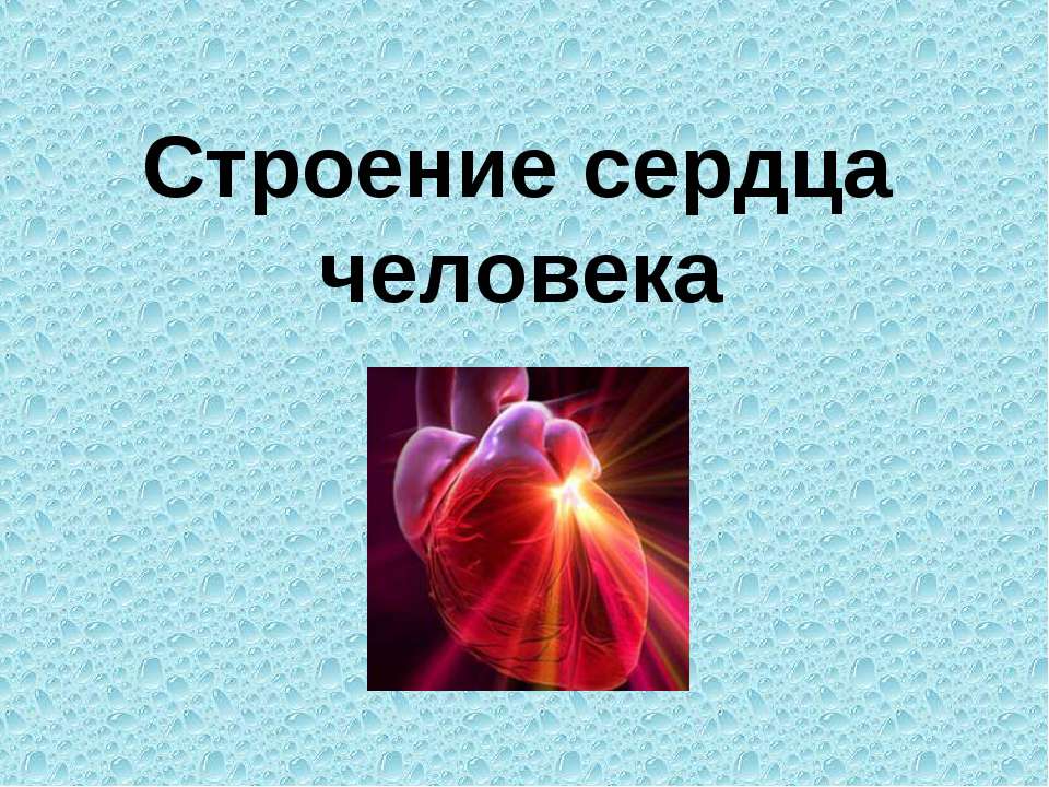 Строение сердца человека - Класс учебник | Академический школьный учебник скачать | Сайт школьных книг учебников uchebniki.org.ua