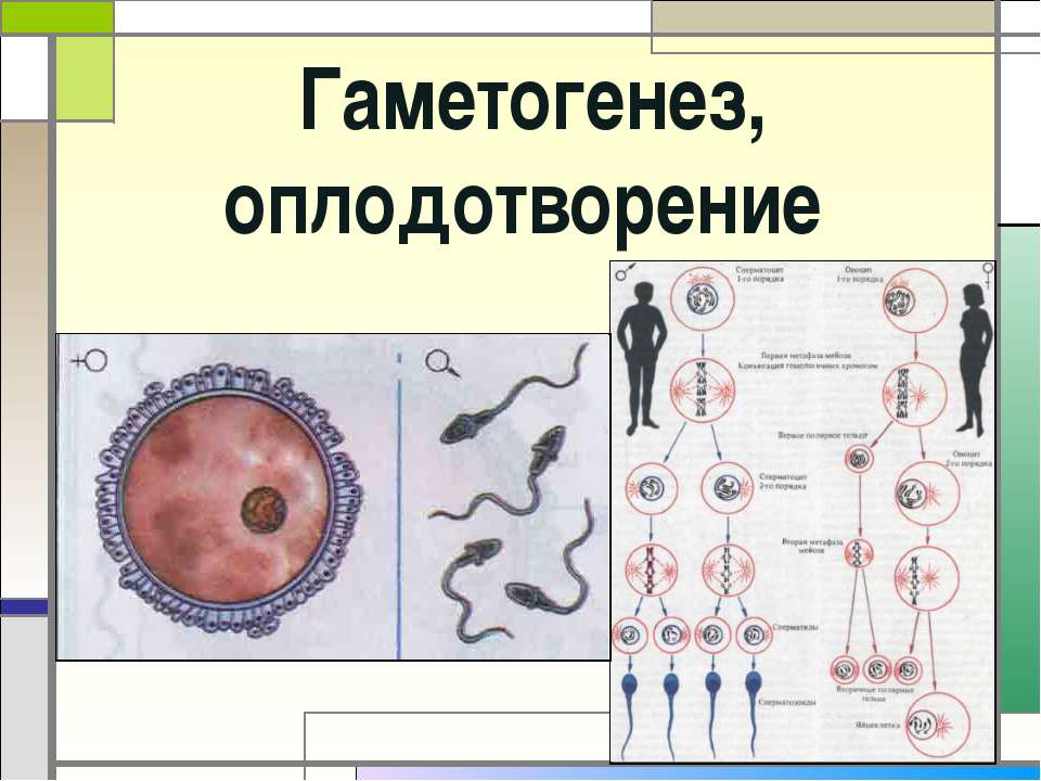 Гаметогенез, оплодотворение - Класс учебник | Академический школьный учебник скачать | Сайт школьных книг учебников uchebniki.org.ua