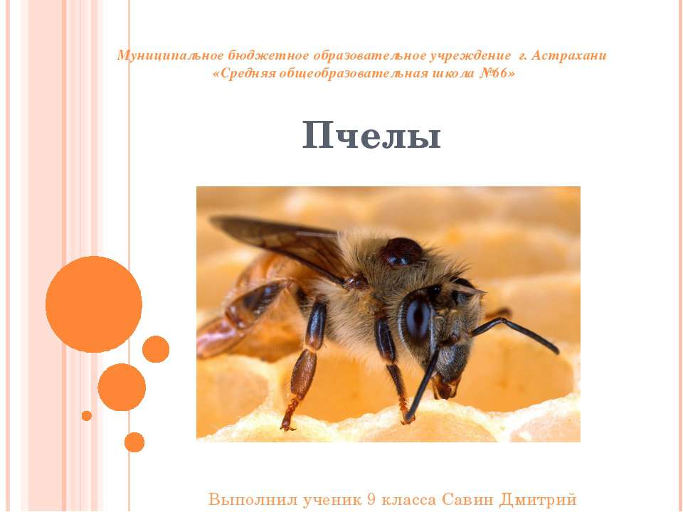 Ориентация пчёл во времени и пространстве - Класс учебник | Академический школьный учебник скачать | Сайт школьных книг учебников uchebniki.org.ua