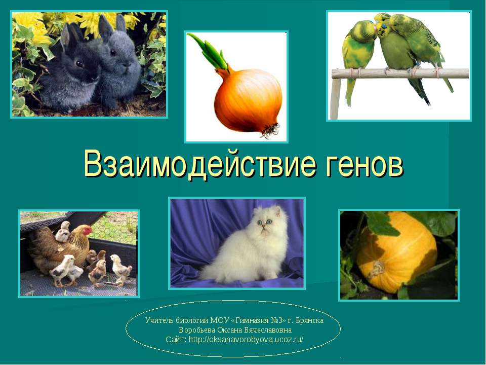 Взаимодействие генов - Класс учебник | Академический школьный учебник скачать | Сайт школьных книг учебников uchebniki.org.ua