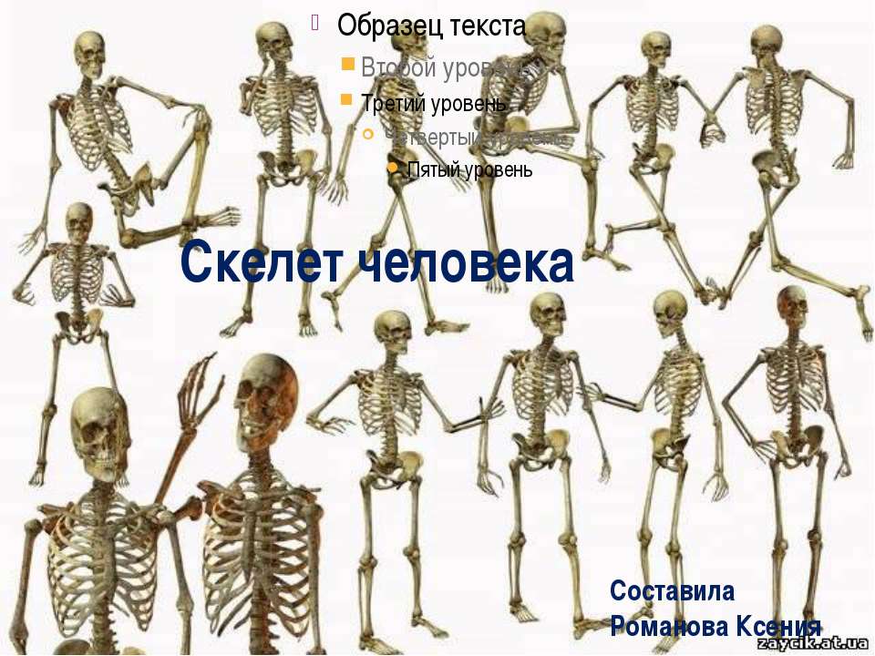 скелет человека - Класс учебник | Академический школьный учебник скачать | Сайт школьных книг учебников uchebniki.org.ua