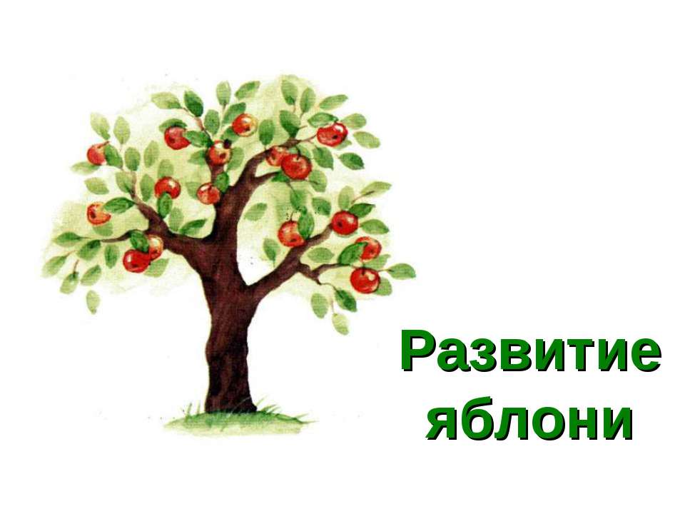 Развитие яблони - Класс учебник | Академический школьный учебник скачать | Сайт школьных книг учебников uchebniki.org.ua